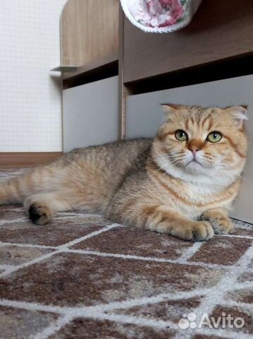 Шотландский Кот на вязку