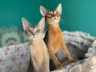 Абиссинские котята из питомника объявление продам