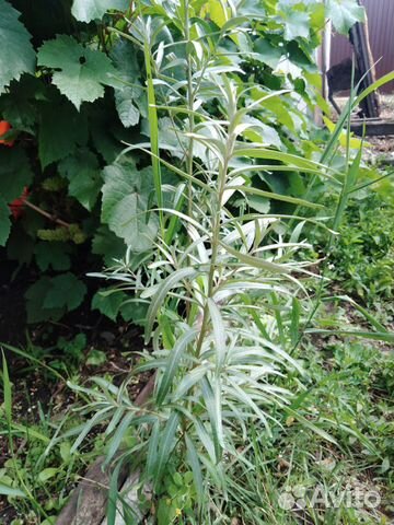 Продам куст облепихи, сорт Аэлита