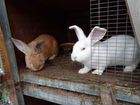 Кролики 2 мальчика новозеландской породы 3 мес объявление продам