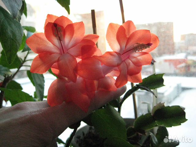 Шлюмбергера, рипсалидопсис