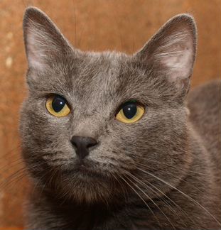 Голубой кот британский кот Анатоль (метис), 3 года