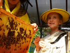 Пчелиные матки Бакфаст объявление продам