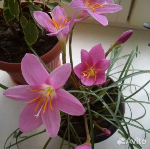 Зефирантес