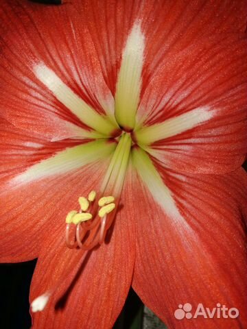 Комнатные растения