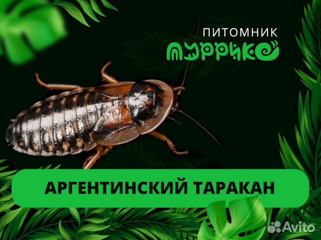Аргентинский таракан (Blaptica dubia)