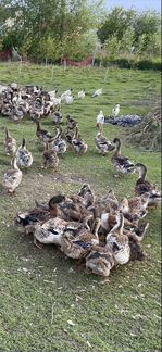 Утка Башкирская