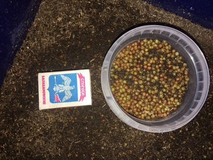 Коконы червя дендробена