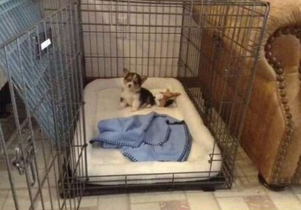 Клетка для собак