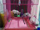 Волнистый попугай с клеткой бесплатно объявление продам