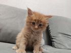 Котята мейн-кун объявление продам
