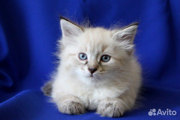 Невский маскарадный котенок