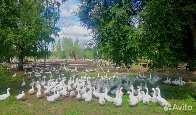 Гуси Линда на племя