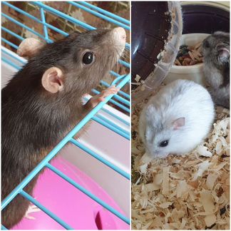 Передержка собак, грызунов, рептилий, птиц