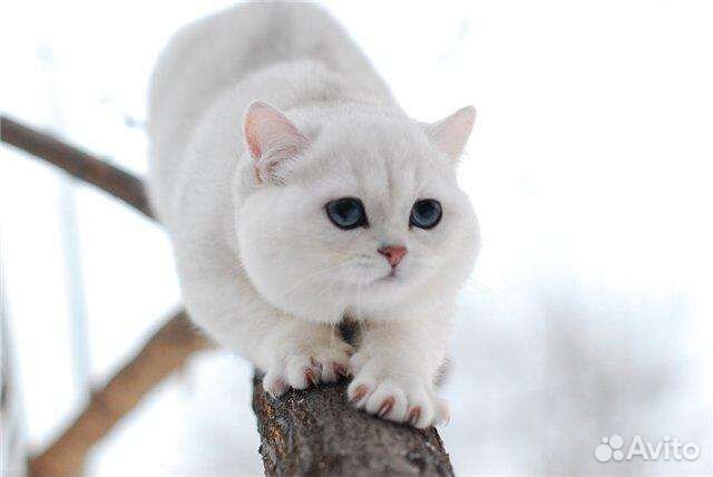 Британская серебристая шиншилла вязка