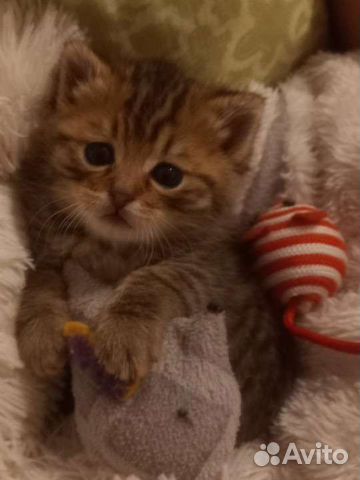 Кошка в дар бесплатно
