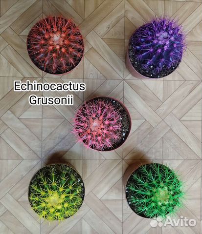Эхинокактус grusonii