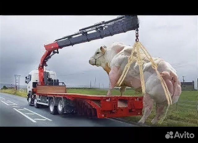 Машина для перевозки скота
