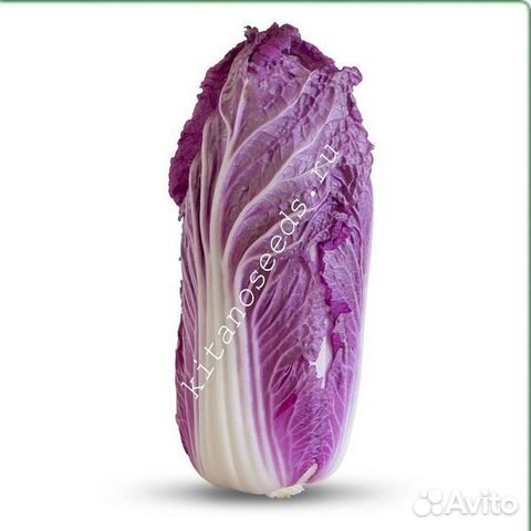 Семена Капусты 