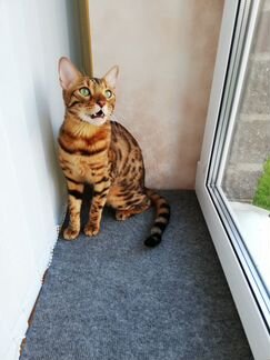 Гостиница для кошек с домашним уютом