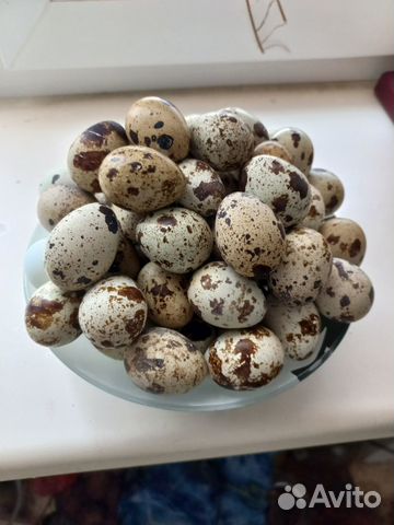 Домашние перепелиные яйца