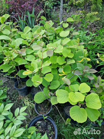 Киви хейворд привитые 2-3х летние