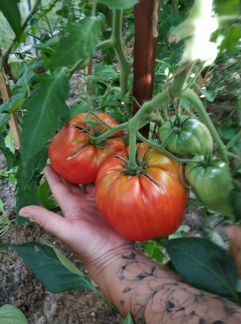 Семена сортовых томатов