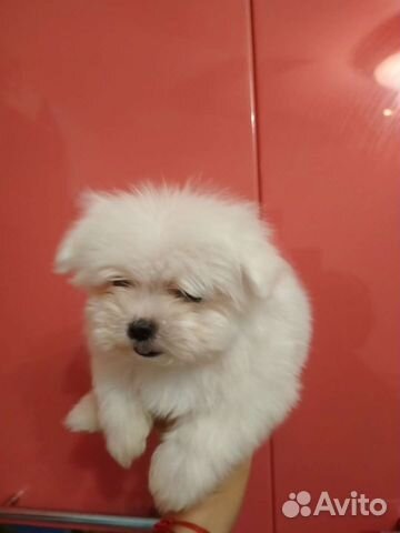 Болонки Мальтезе