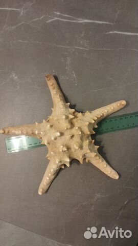 Морская звезда 23 см