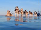 Туры на собачьих упряжках по Байкалу объявление продам
