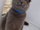 Шотландская кошка вязка объявление продам