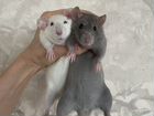 Крысята с редким окрасом