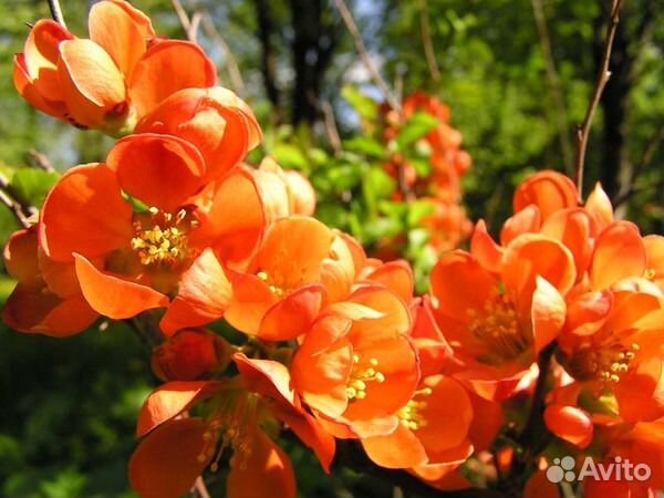 Айва японск.,бузина,дерен,карагана и др