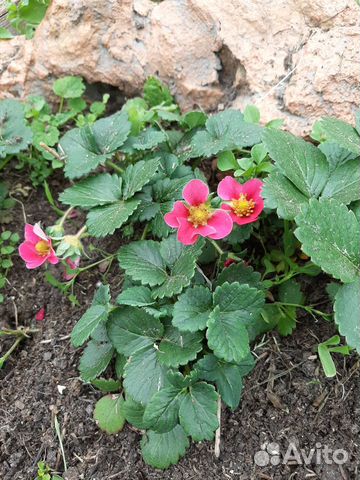 Ремонтантная земляника