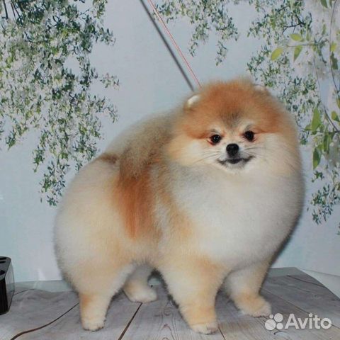 Стрижка померанского шпица