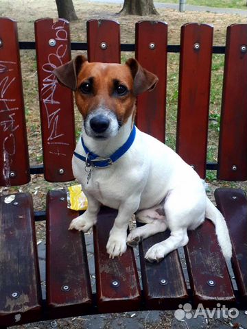 Титулованный Кобель для вязки