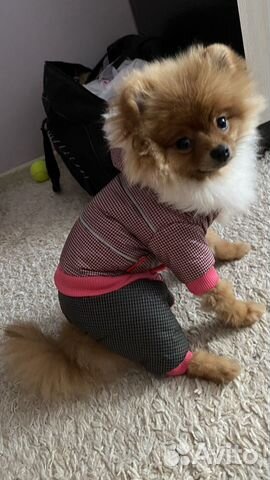 Одежда для собачек новая