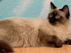 Сибирская сиамская кошка объявление продам