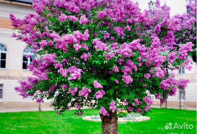 Сирень махровая саженцы