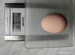 Петухи джерсийский гигант и инкубационное яйцо