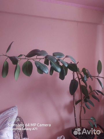 Фикус Робуста