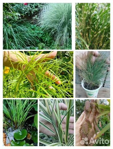Злаки холкус,райграс,кортадерия,плющ,многолетники