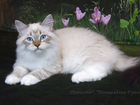 Невские маскарадные котята - питомник