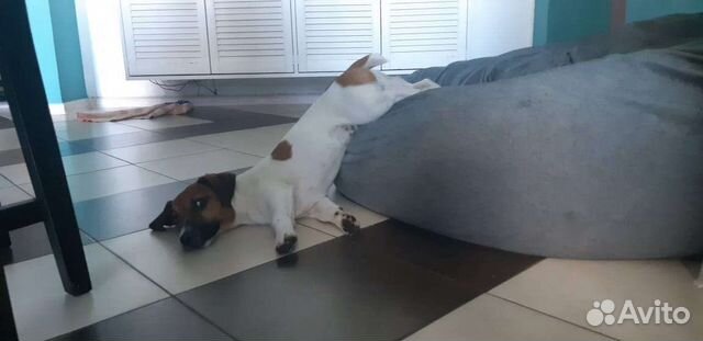 Вязка Джек-Рассел