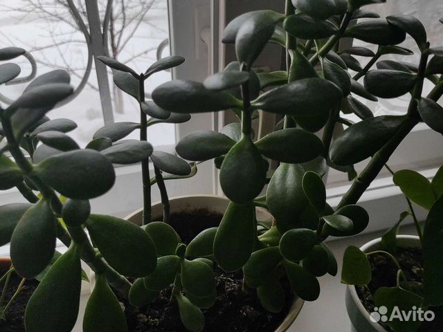 Крассула овата, толстянка