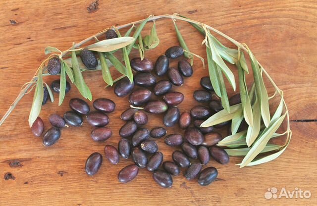 Олива Европейская, семена