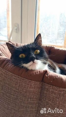 Кошка ищет дом