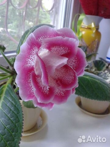 Махровая Глоксиния сортовая Шарм листы и детки