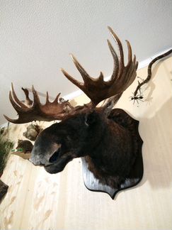 Изготовлю чучела зверей(таксидермия)