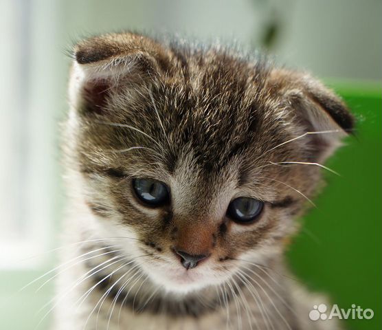 Шотландский вислоухий котенок